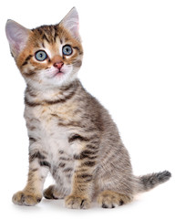 Fototapeta na wymiar Shorthair brindled kitten sitting isolated