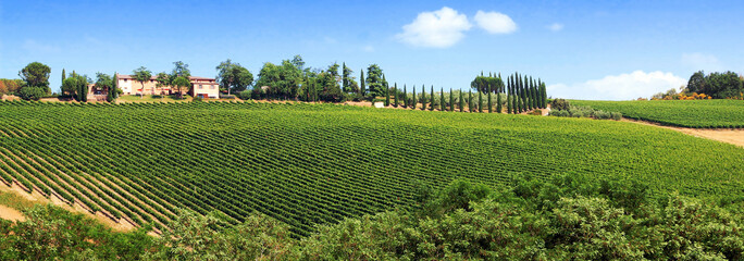 Fototapeta na wymiar Vignobles sur une colline du Chianti en Toscane