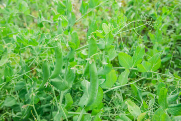 Green peas growing