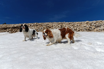 deux toutous à la montagne