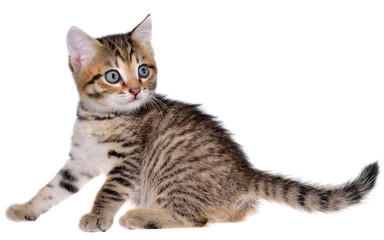 Shorthair brindled kitten playful isolated.