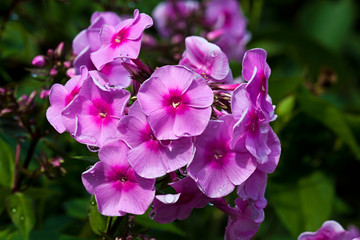 Red flower Phlox