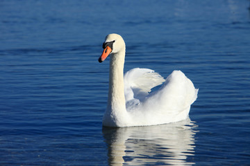 Noble swan with reflection in the blue water (Mute swan | Cygnus olor)