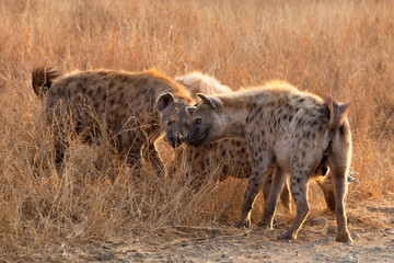 spotted hyena, crocuta crocuta, Kruger national park, South Africa