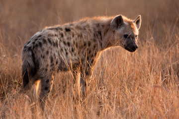 spotted hyena, crocuta crocuta, Kruger national park, South Africa