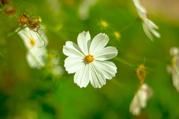White flower kosmeya