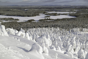 Forest under the snow. Lowland landscape