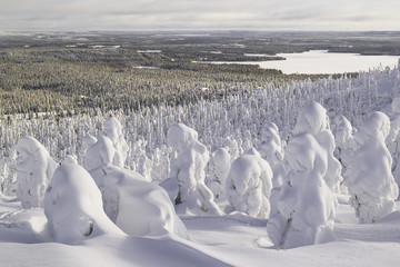 Forest under the snow