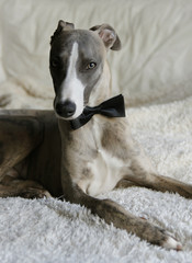 A whippet dog wearing a vintage black bow tie