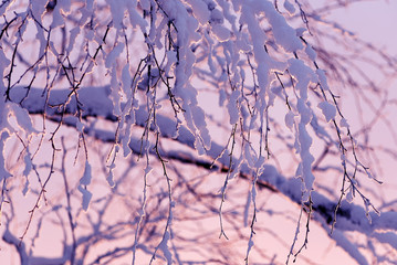 Branches in the snow against the pink sky