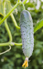 Cucumber in the greenhouse