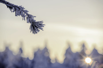 Icy fir tree branch in the rays of sunset