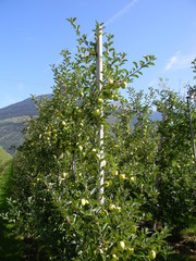 Fototapeta premium Italien 1