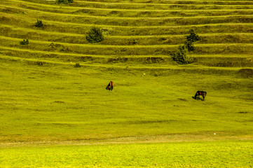 Moldova, pasture land, terraces, Northern Moldova