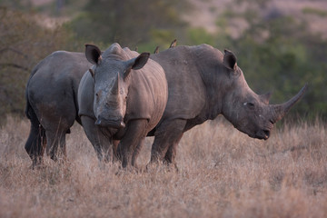 white rhinoceros, square-lipped rhinoceros, ceratotherium simum, Kruger national park, South Africa