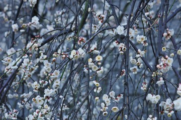 早春の梅
近くの公園で撮った梅の花です。梅の中でも早咲きの様で、少しだけ春気分です。