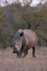 white rhinoceros, square-lipped rhinoceros, ceratotherium simum, Kruger national park, South Africa