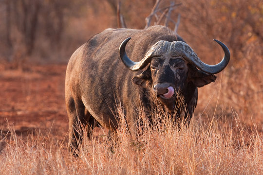african buffalo, cape buffalo, syncerus caffer, Kruger national park, South Africa