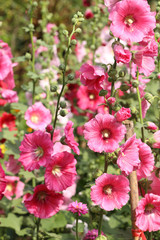 Pink Hollyhock flower in sunlight garden.