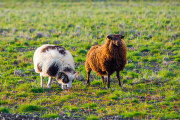 Iceland sheeps