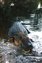 Caiman (Caimaninae) at Madidi National Park, Bolivia. Yacuma river. Beni region, Pampas of Yacuma, Bolivia.