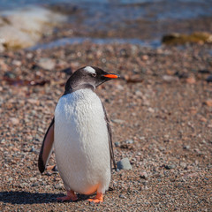 Penguin walk on the islands