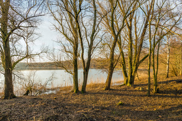 Fototapeta na wymiar Between the bare trees watching a little lake