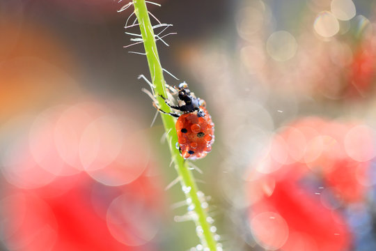 A small ladybug climbs the beanstalk to the top