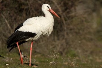 White stork. Ciconia ciconia