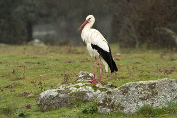 White stork. Ciconia ciconia