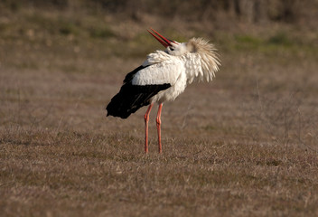 White stork. Ciconia ciconia