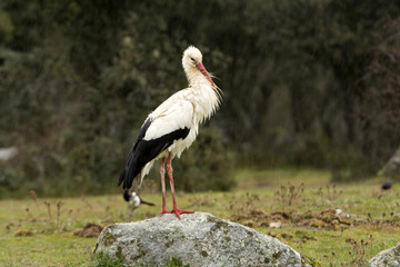 White stork. Ciconia ciconia