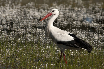 White stork. Ciconia ciconia