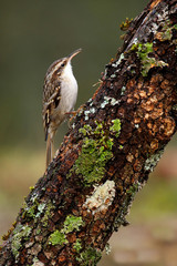 Short-toed treecreeper. Certhia brachydactyla.