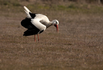 White stork. Ciconia ciconia