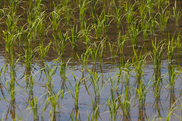 田植えされた稲