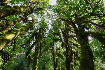 Fototapeta premium Hoh rain Forest