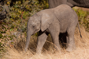 Fototapeta premium african bush elephant, loxodonta africana, Kruger national park, South Africa