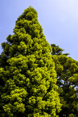 Fototapeta premium Crimea, world famous botanical garden of Nikita, Ukraine, Jalta