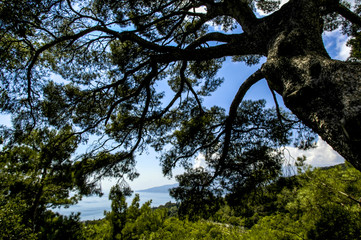 Crimea, world famous botanical garden of Nikita, Ukraine, Jalta