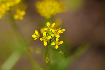 Yellow flower