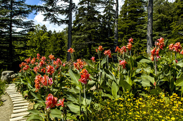 Crimea, world famous botanical garden of Nikita, Ukraine, Jalta