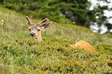 Deer in Olympic National Park, WA, USA