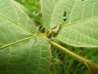 ヤガ科の幼虫 larva 
