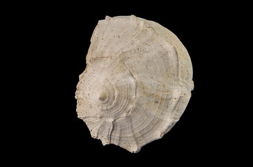 Very large fossil gastropod  Sinistrofulgar sp., from the Pleistocene period, 2.6 million - 11,700...