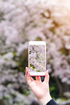 Hand holding smartphone taking photo of beautiful cherry blossom
