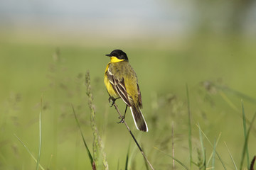 Motacilla flava / Yellow Wagtail in natural habitat