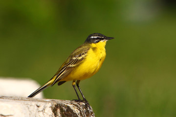 Motacilla flava / Yellow Wagtail in natural habitat