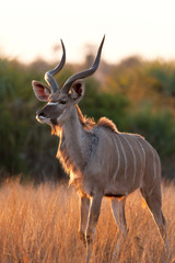 greater kudu, tragelaphus strepsiceros, Kruger national park, South Africa