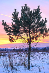 landscape with the image of winter evening at sunset